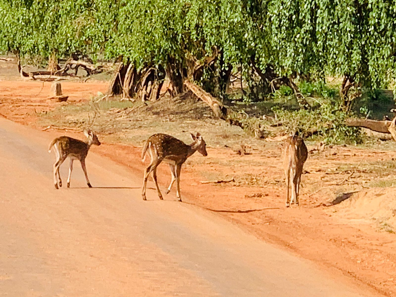 Spotted Deer